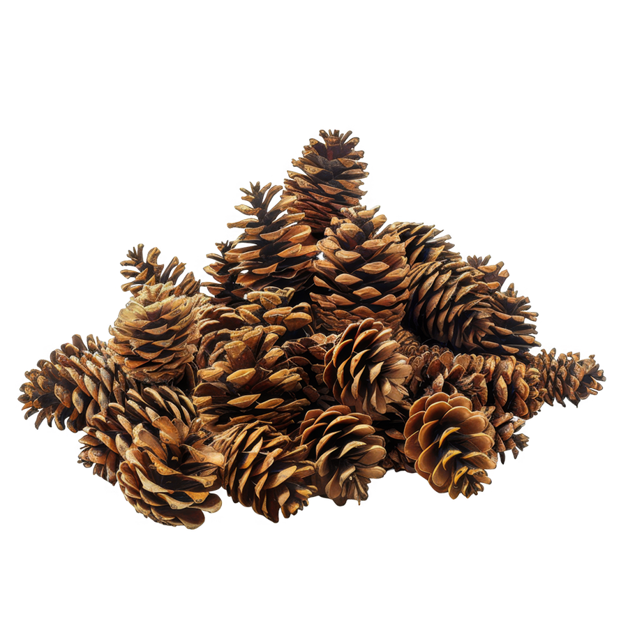 Sacos de Pinhas